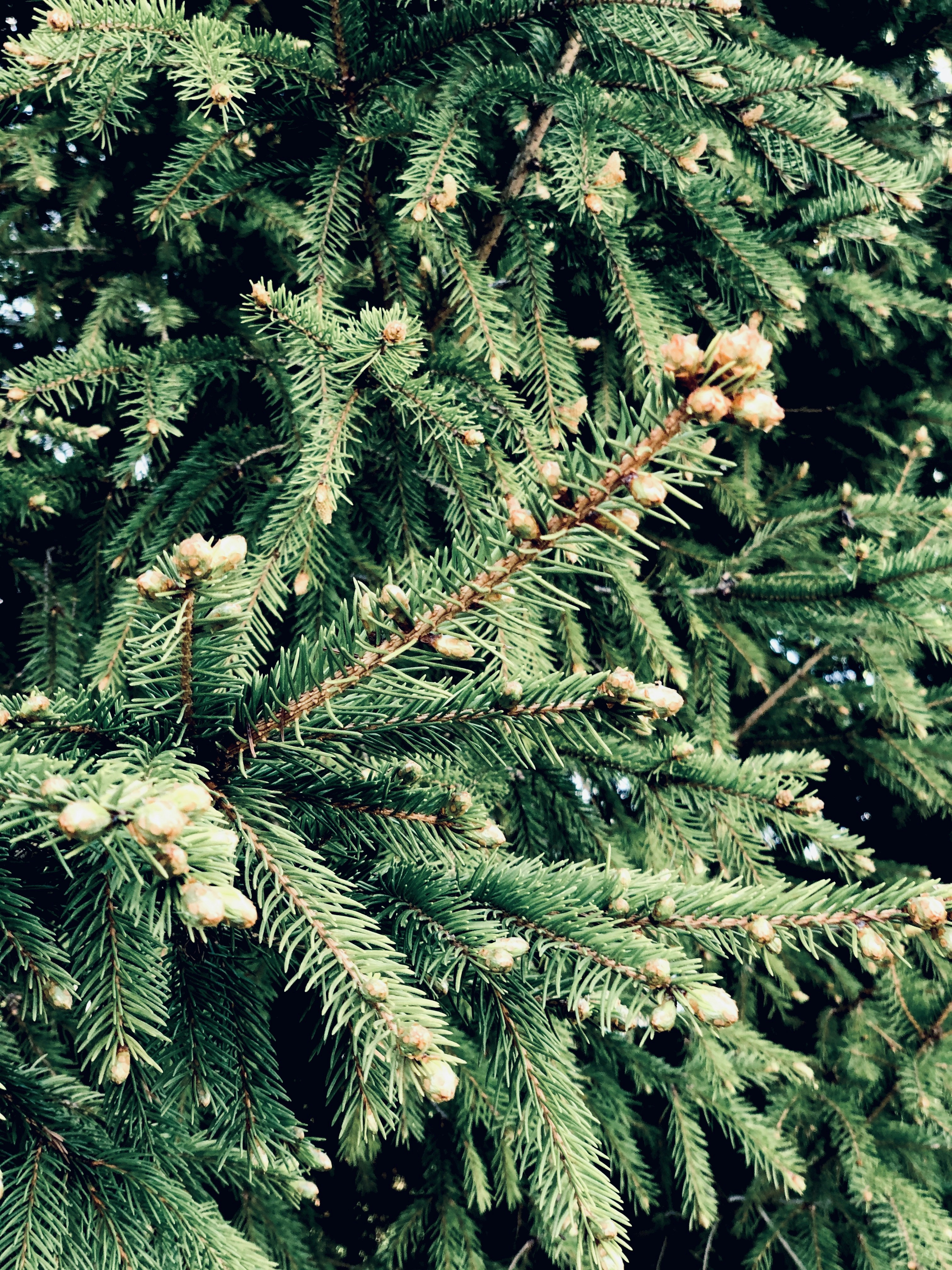 Choose from a curated selection of green wallpapers for your mobile and desktop screens. Always free on Unsplash.