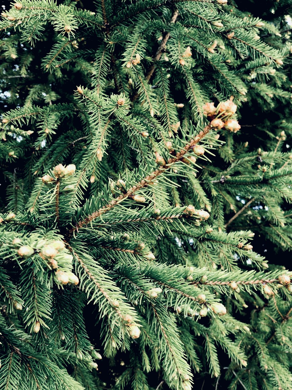 green pine tree with snow