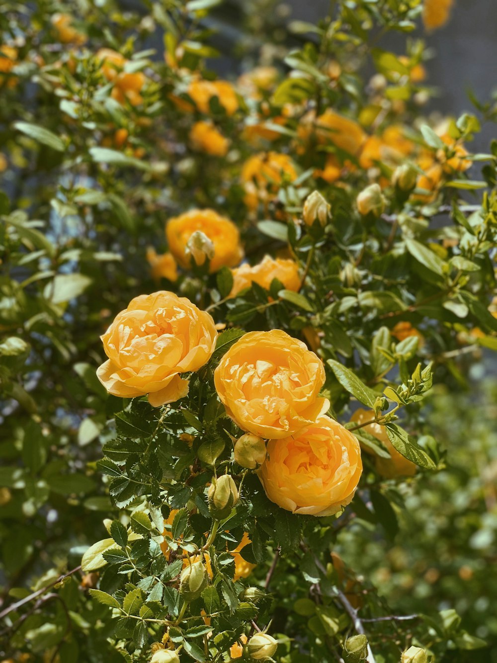 orange flowers with green leaves