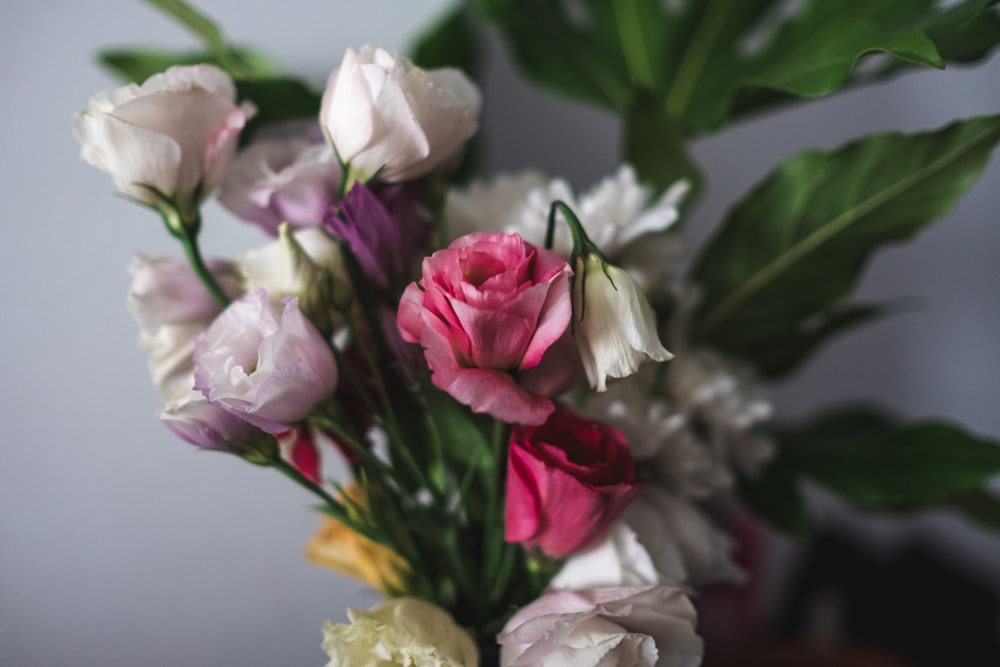 pink and white flowers with green leaves