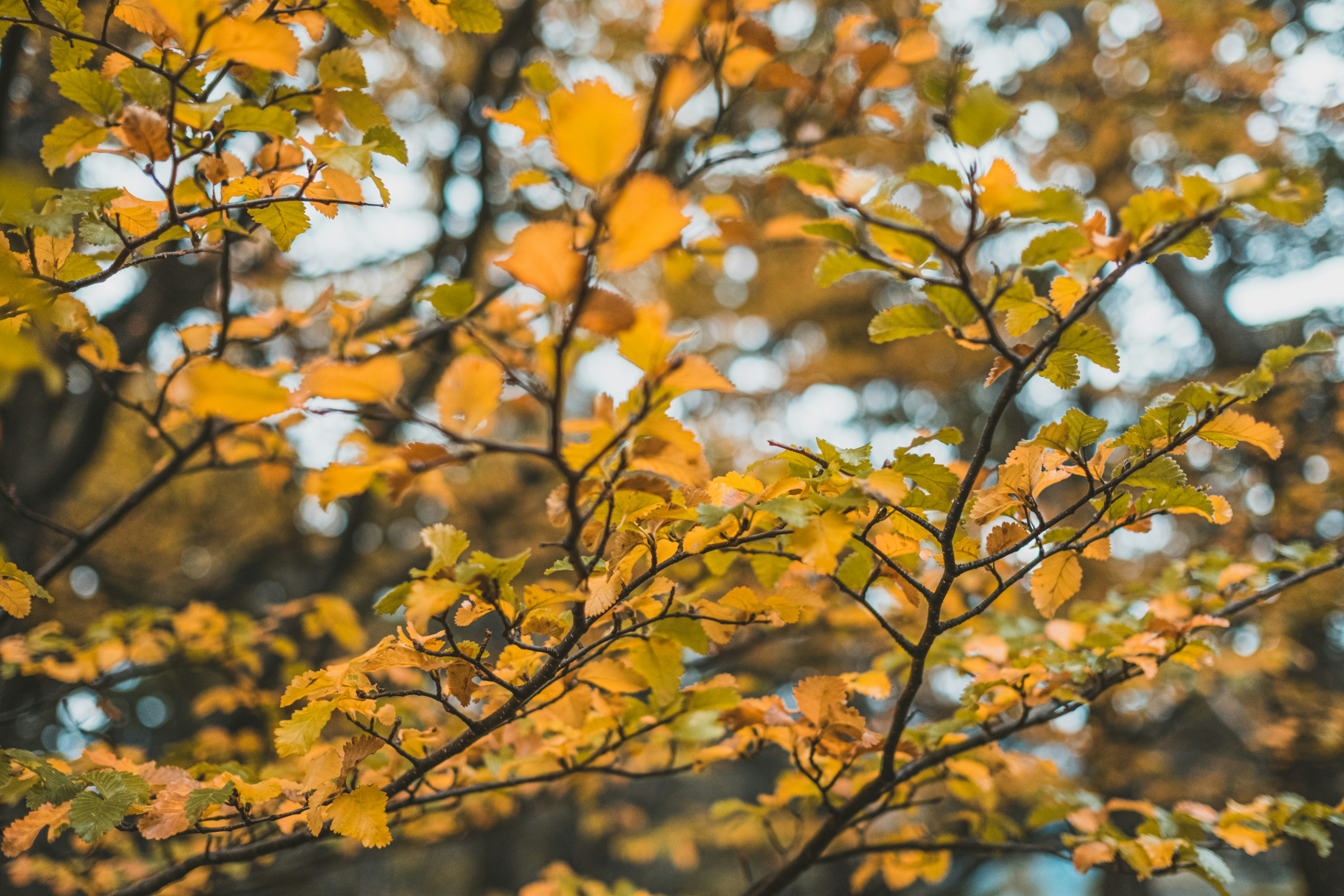 Photo by panchogidoni