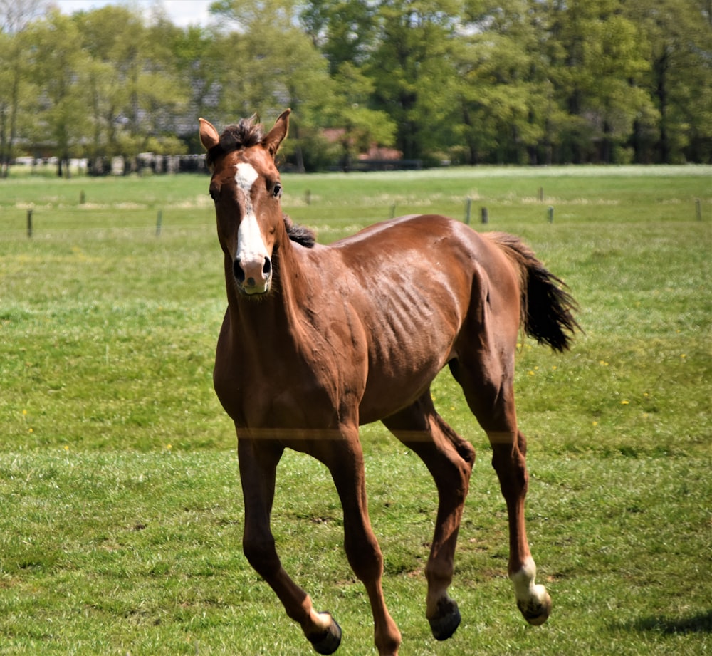 cavallo marrone che corre sul campo di erba verde durante il giorno