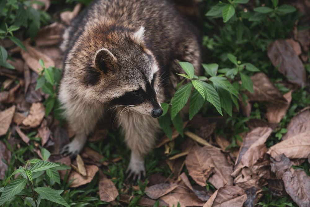 brown and black animal on brown leaves