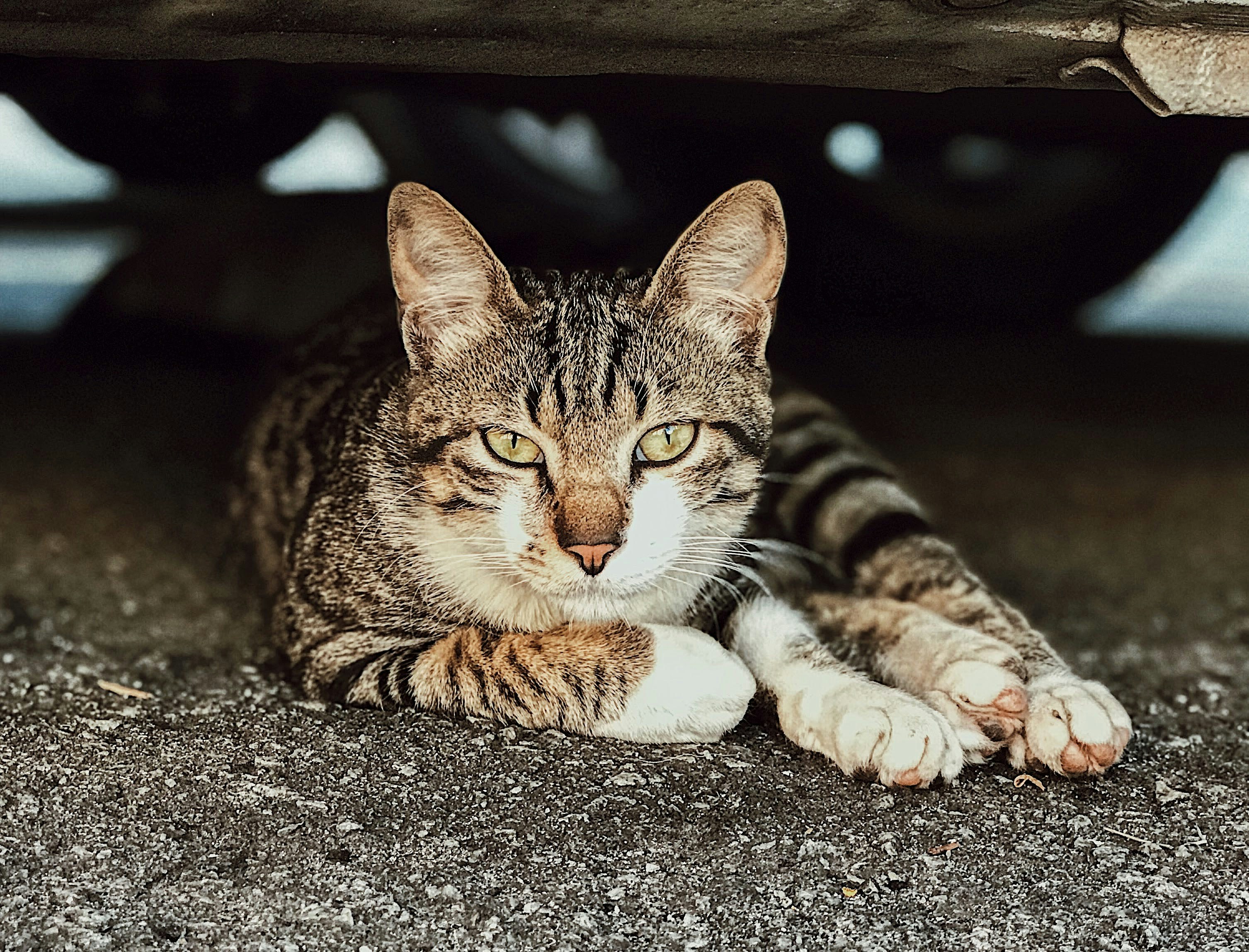 Photo by acarolsantos