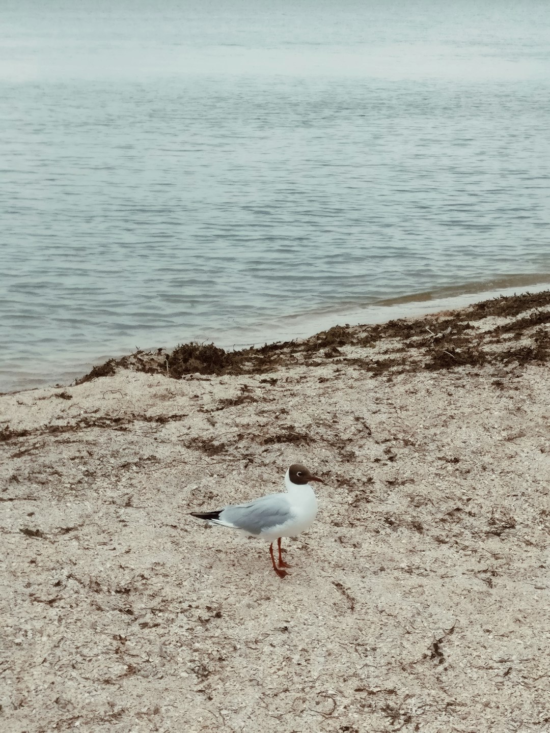 Beach photo spot Volendam Das Pier