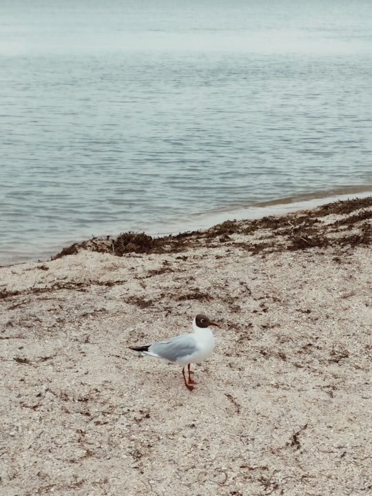 white and gray bird on brown sand near body of water during daytime in Volendam Netherlands