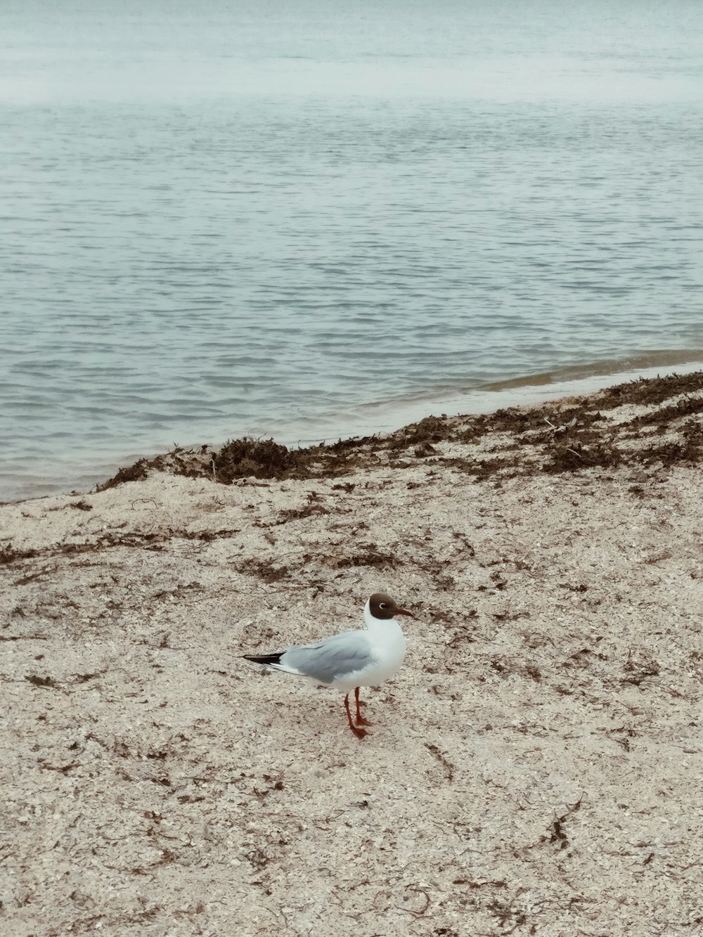 white and gray bird on brown sand near body of water during daytime