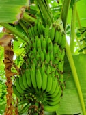 A cluster of green bananas hanging from a banana plant surrounded by lush green leaves. The bananas are unripe and arranged in a large bunch with the characteristic shape and structure typical of banana fruits.