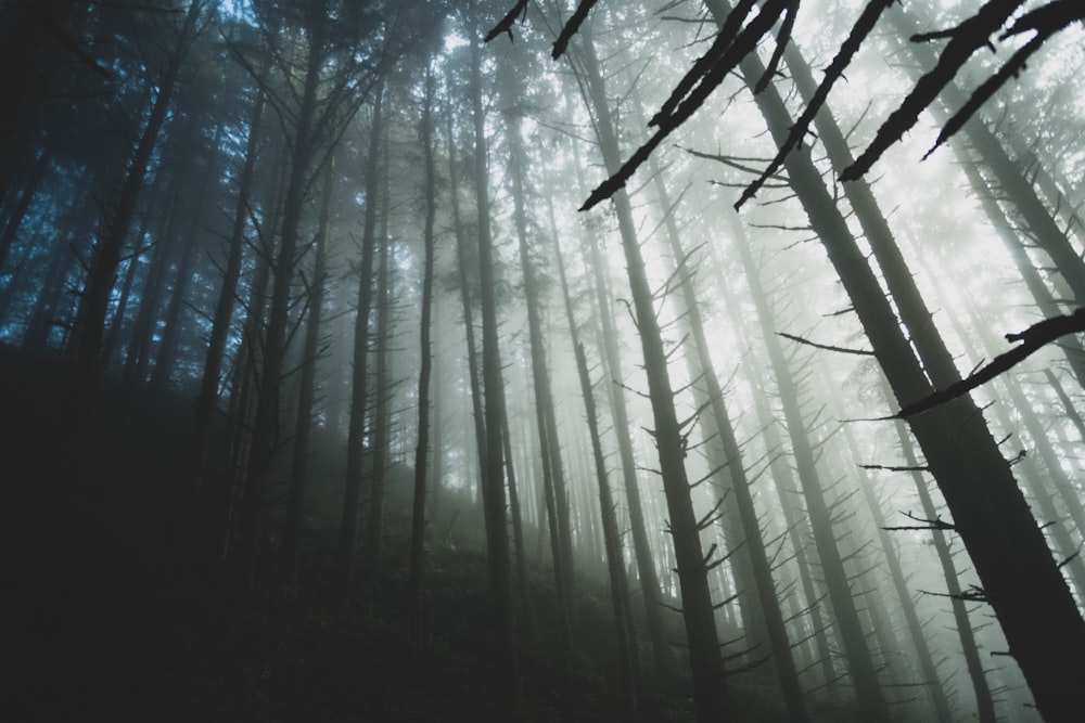 green trees in forest during daytime