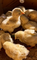 white duck with ducklings on brown nest