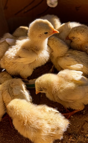 white duck with ducklings on brown nest