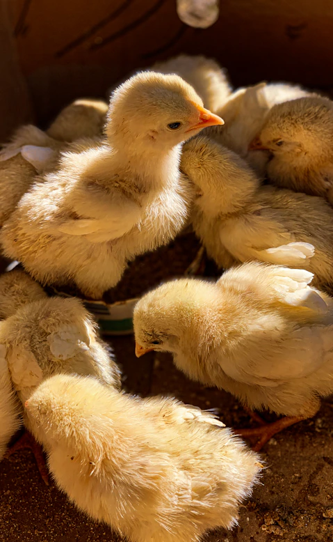 white duck with ducklings on brown nest