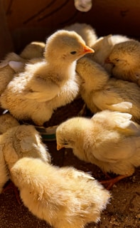 Several fluffy yellow chicks are gathered together, basking in warm light. Their delicate feathers are soft and slightly ruffled, creating a cozy and nurturing atmosphere.