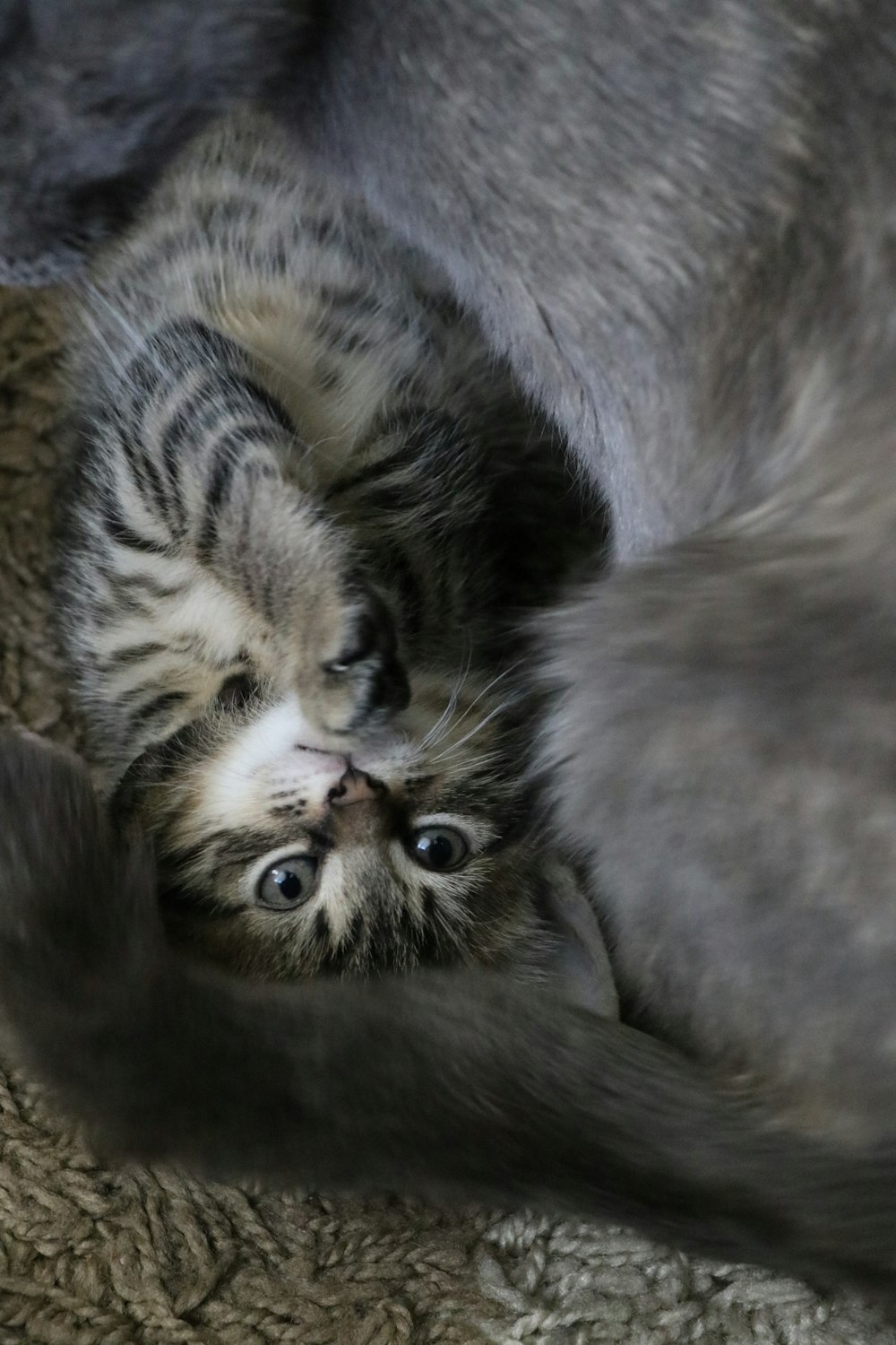 grey and white tabby cat