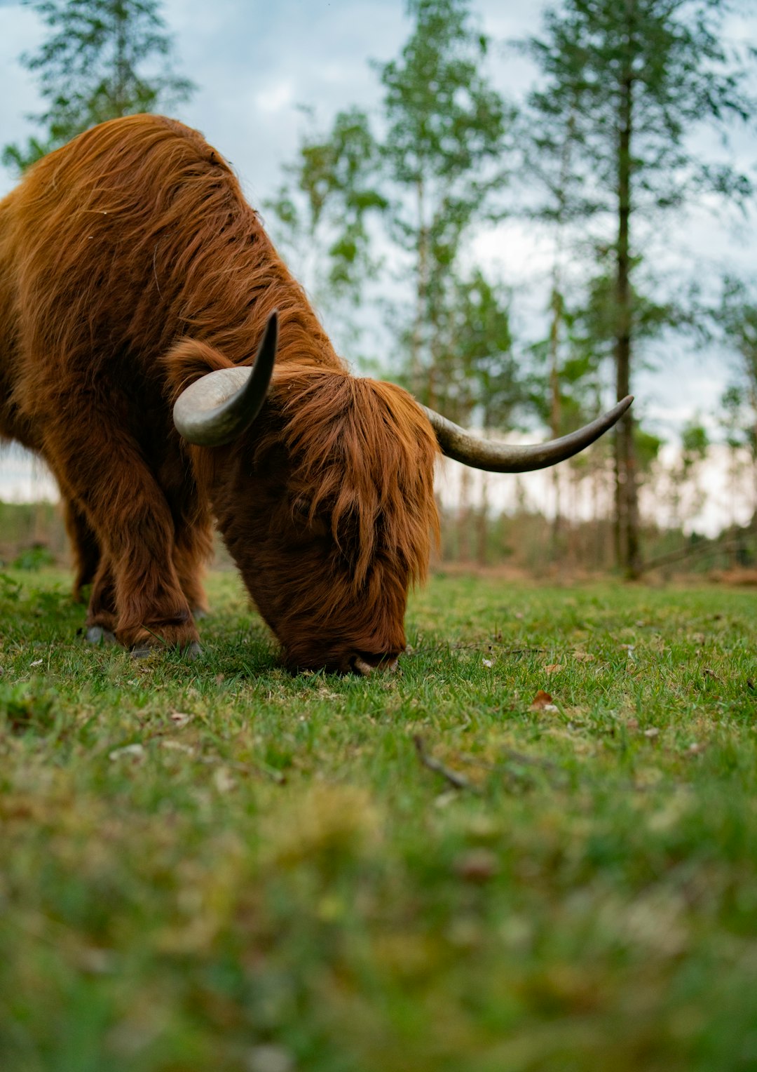 brown yak on green grass field during daytime