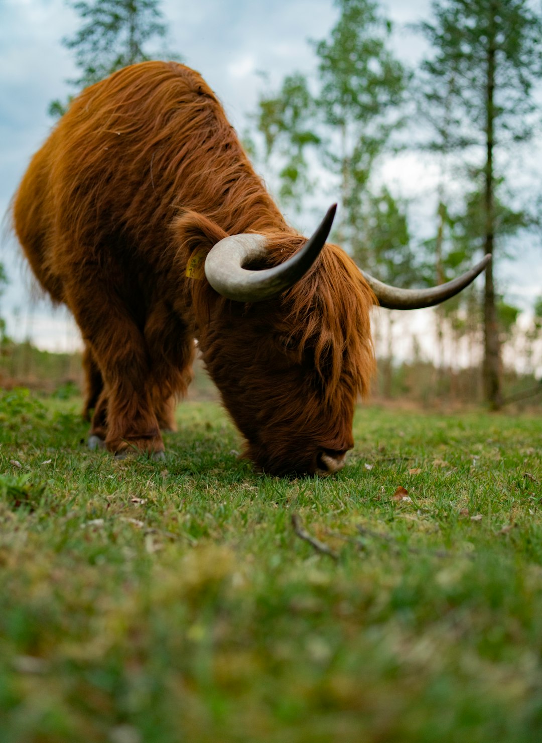 brown yak on green grass field during daytime