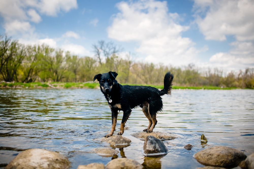 black and white short coat medium dog running on water during daytime