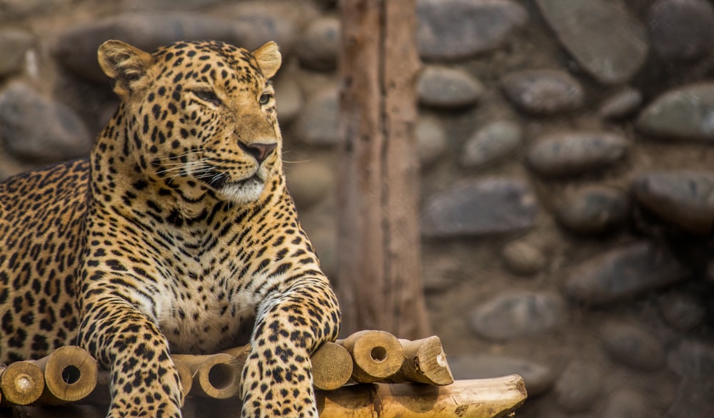 leopard on brown wooden chair