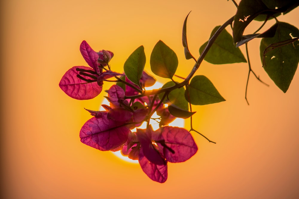 purple leaves in yellow background