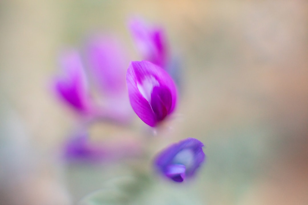 purple flower in macro shot