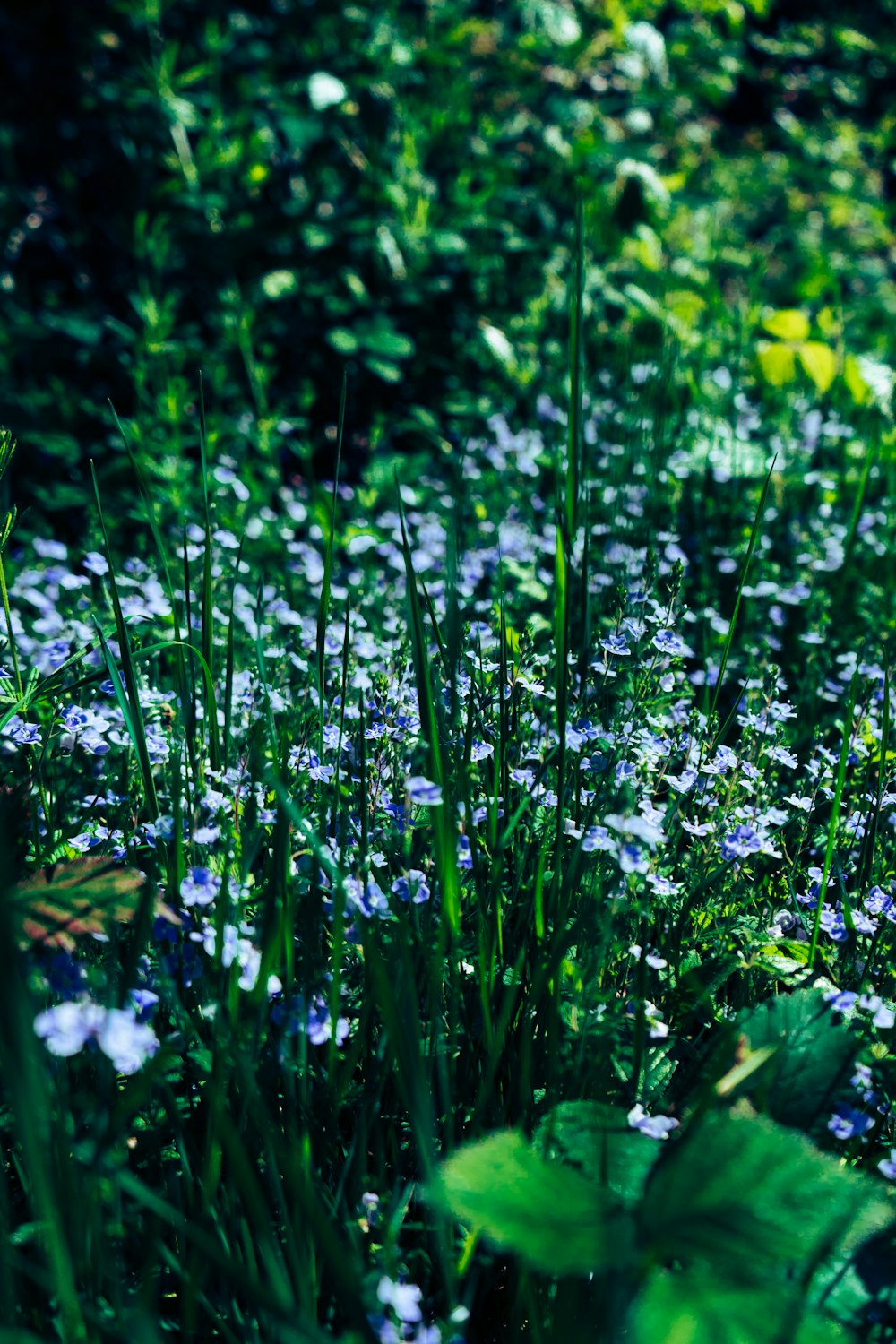 purple flowers with green leaves