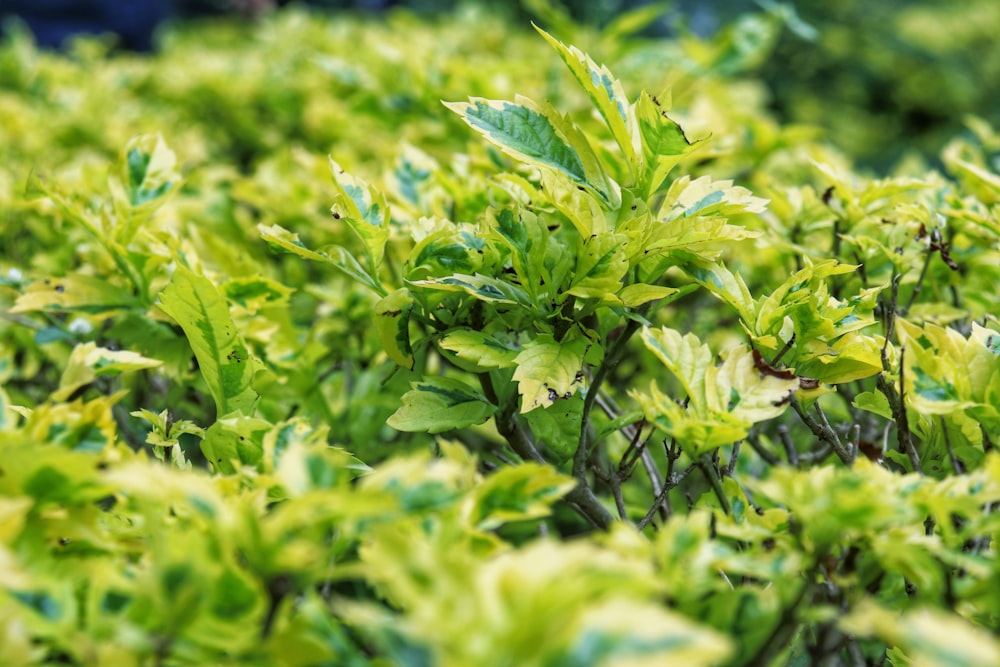 green plant in tilt shift lens