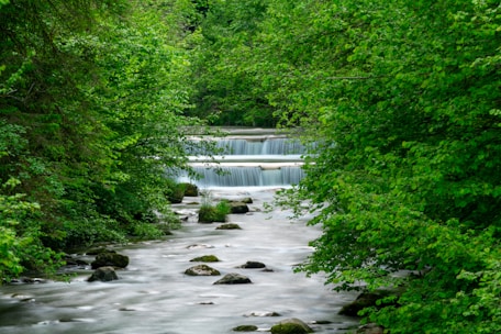 A serene rainforest scene with a river flowing through it.