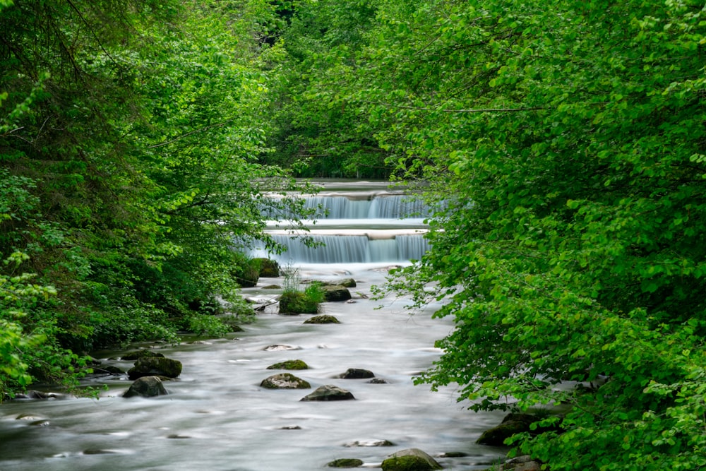 green trees beside river during daytime