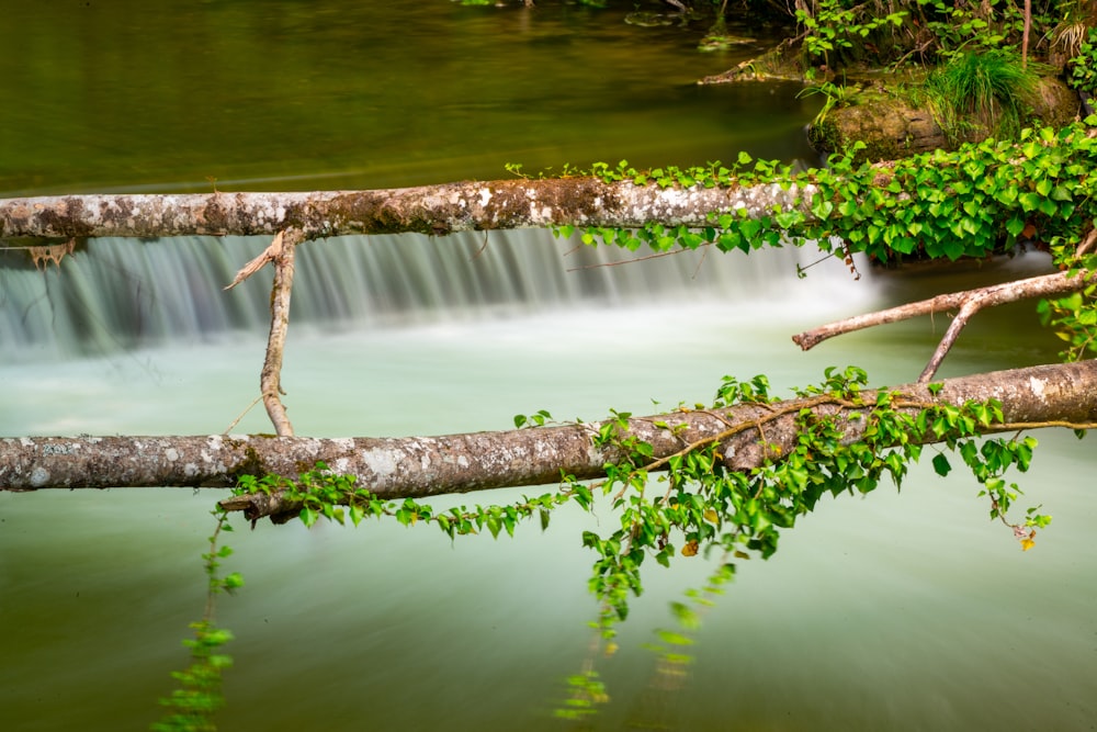 branche d’arbre brune sur l’eau