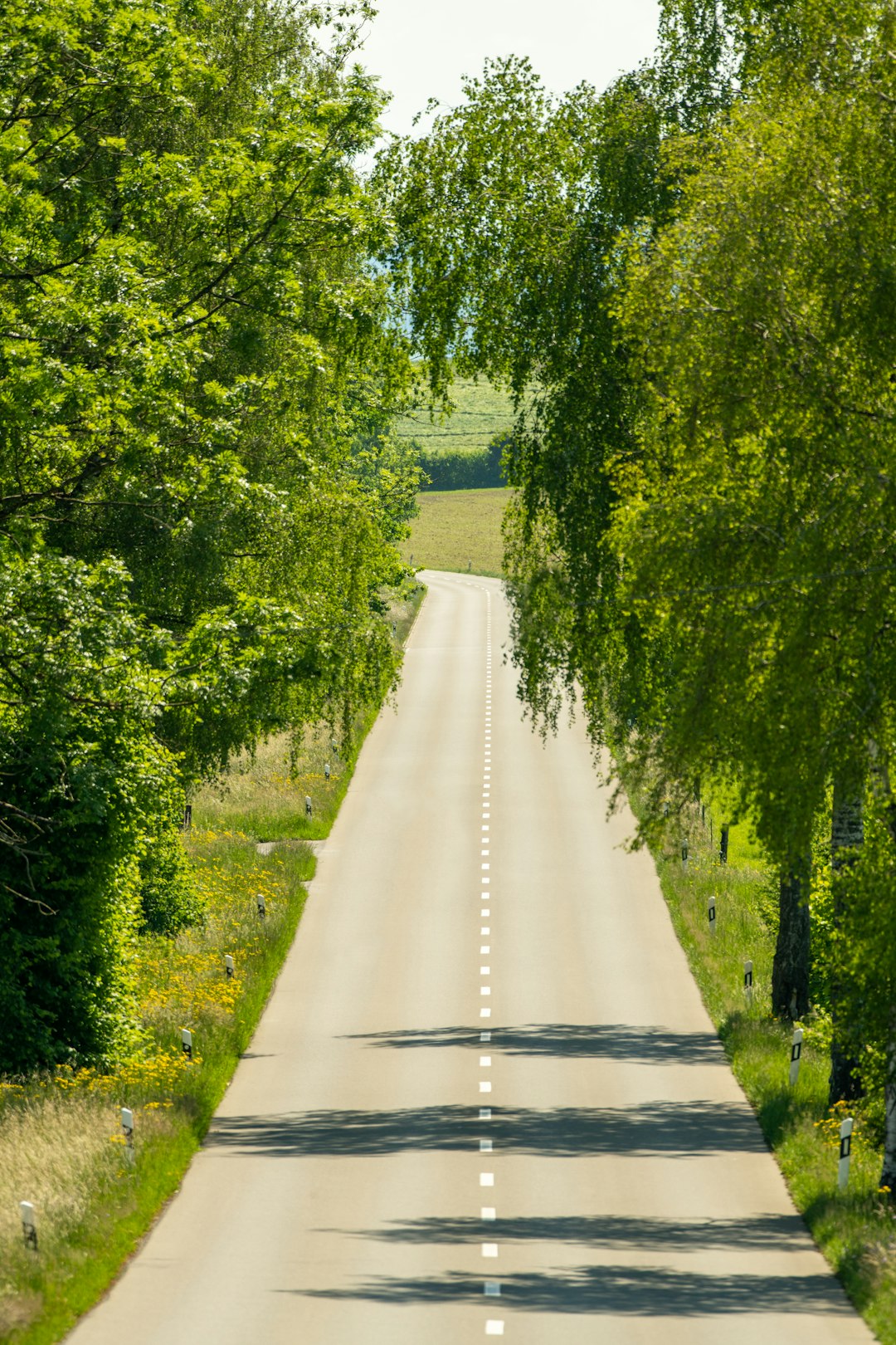 gray concrete road between green trees during daytime