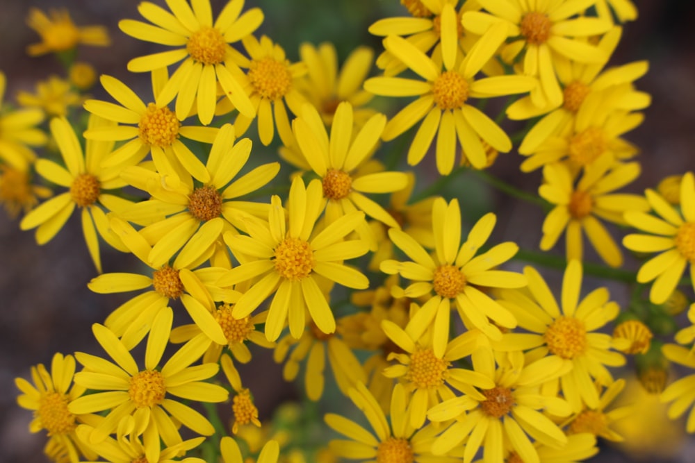 flores amarelas na lente de deslocamento de inclinação