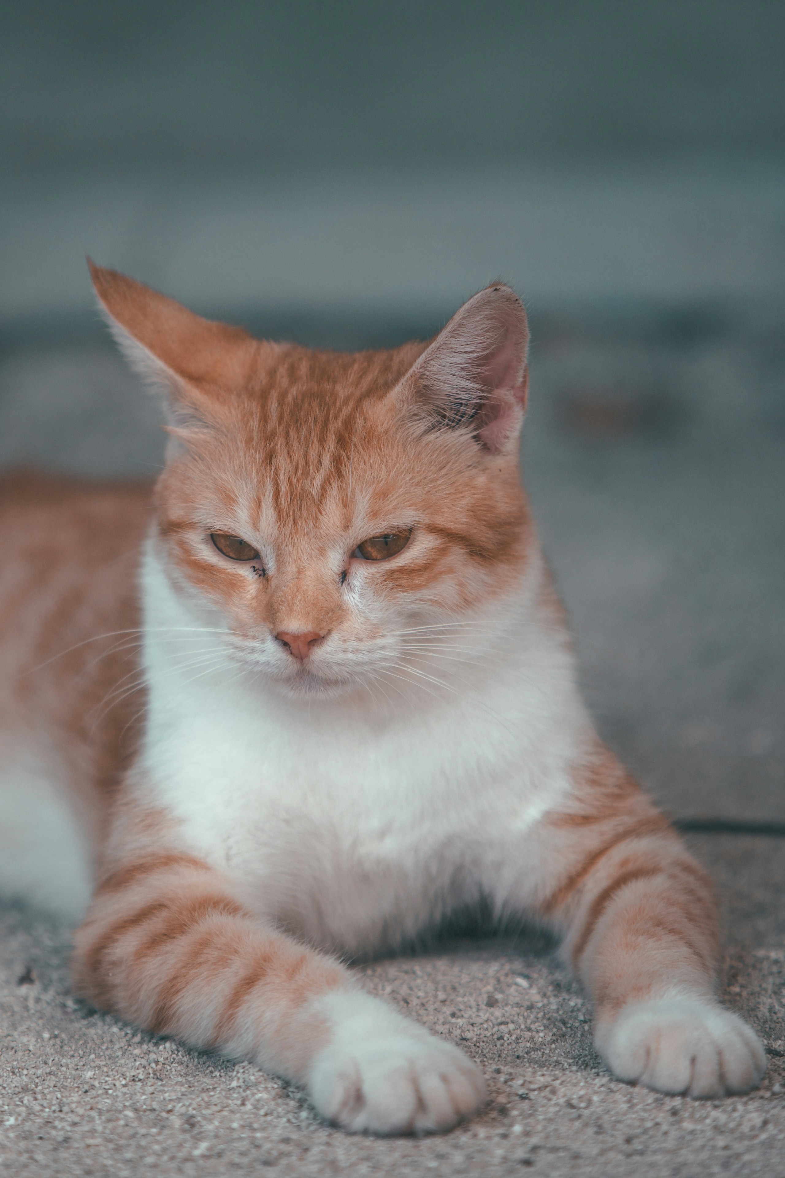 Photo by maahidphotos