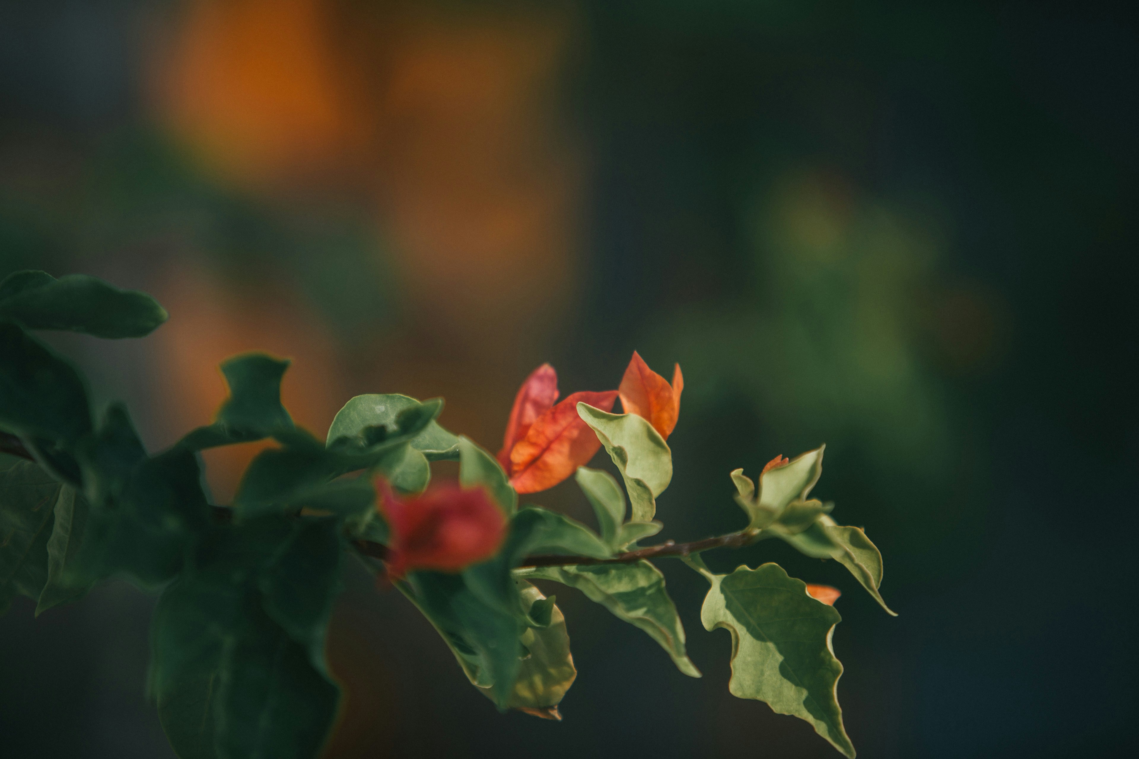 Photo by maahidphotos