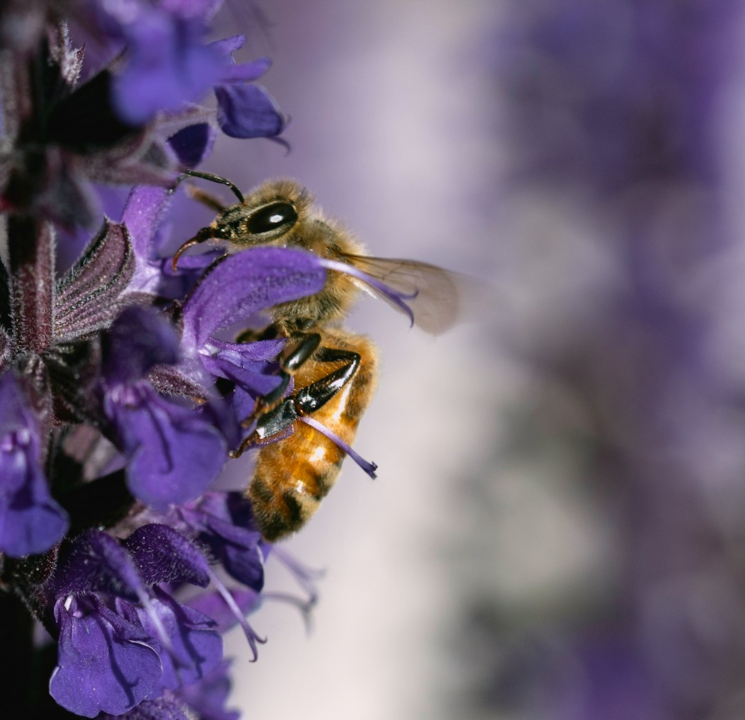 purple flower with bee in tilt shift lens