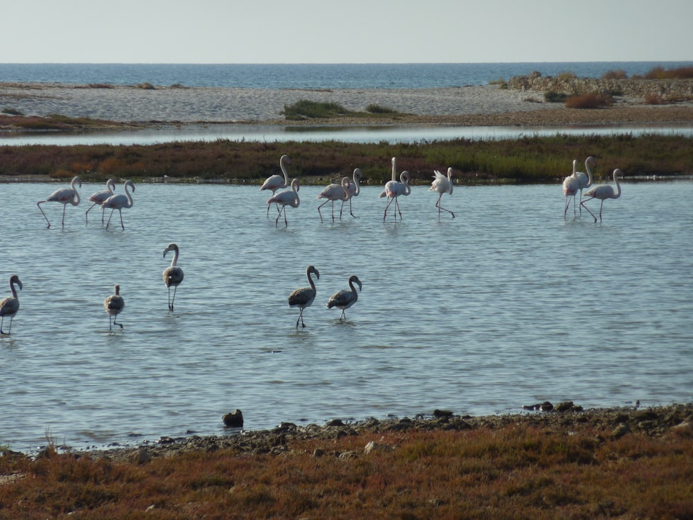 flock of birds on water during daytime