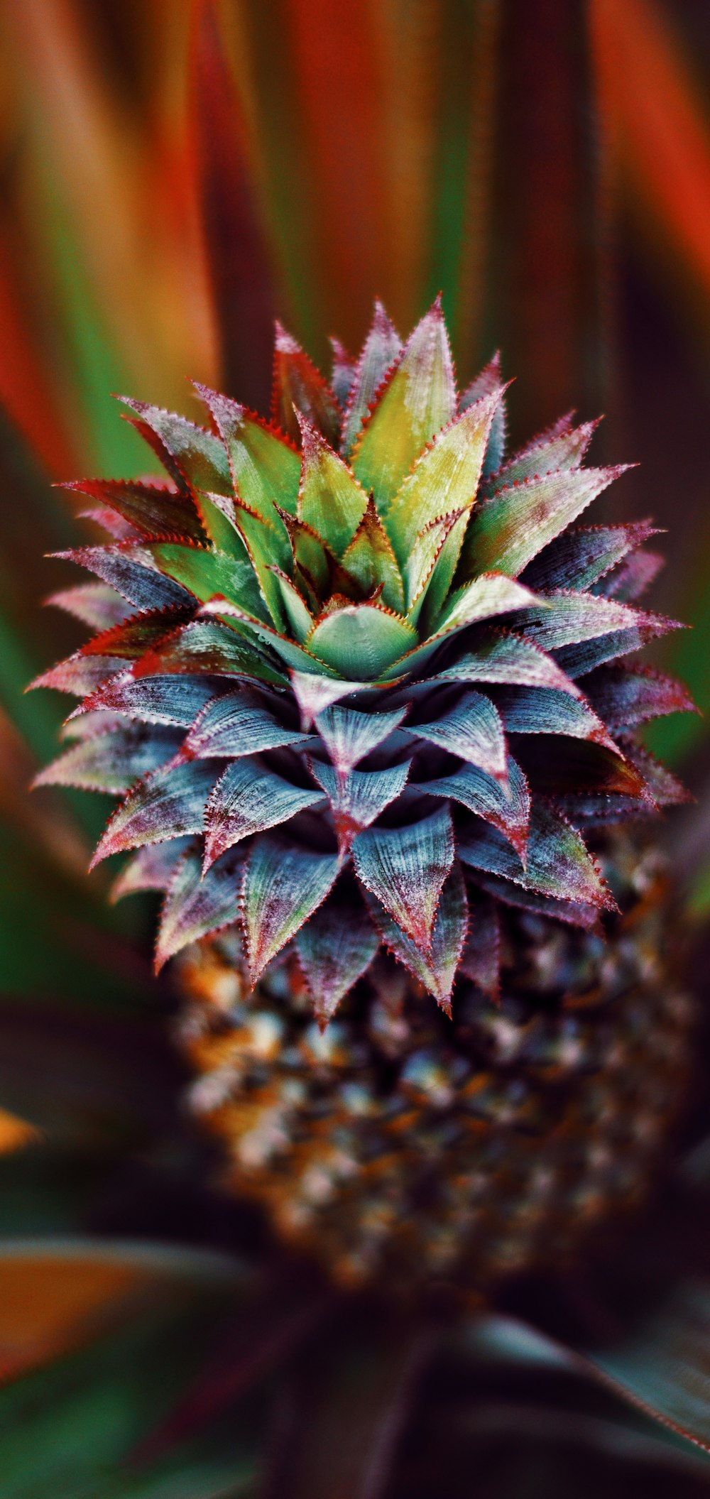 green and brown pineapple fruit