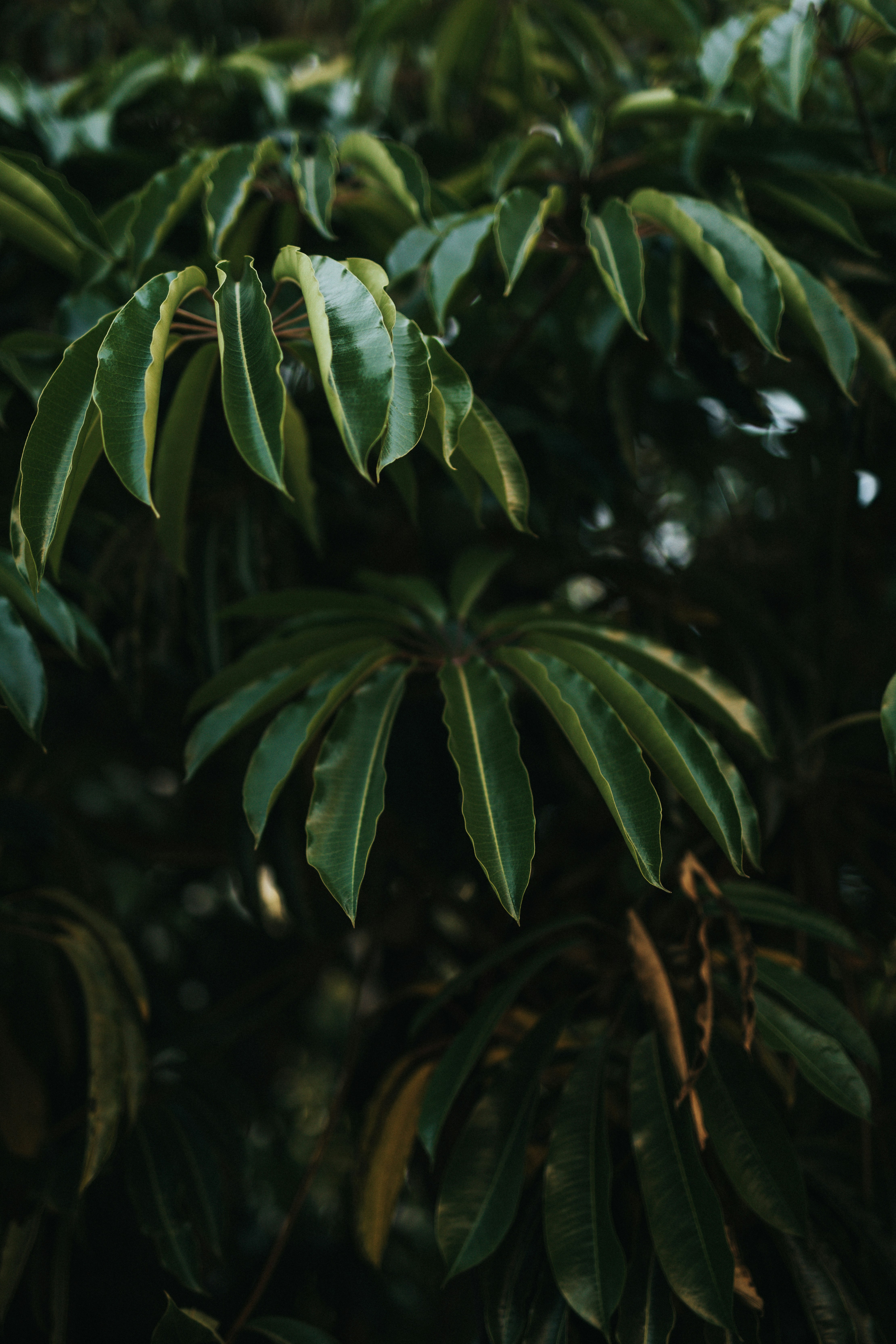 Photo by nate_dumlao