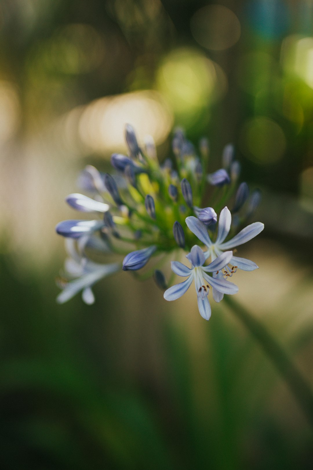 white and purple flower in tilt shift lens