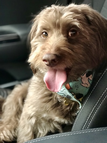 A cheerful dog wearing a bandana sitting next to a driver in a vehicle branded with 'Transporte de Mascotas Morelia'.