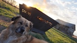 Farm dog resting beside a wooden fence with fields stretching behind.