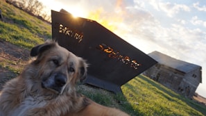 Farm dog resting beside a wooden fence with fields stretching behind.