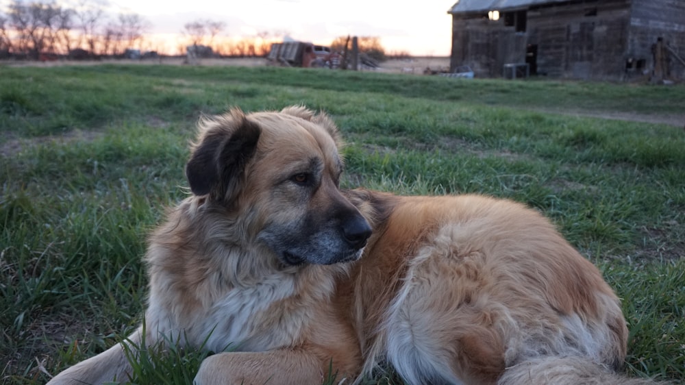 brown and black short coated dog lying on green grass field during daytime