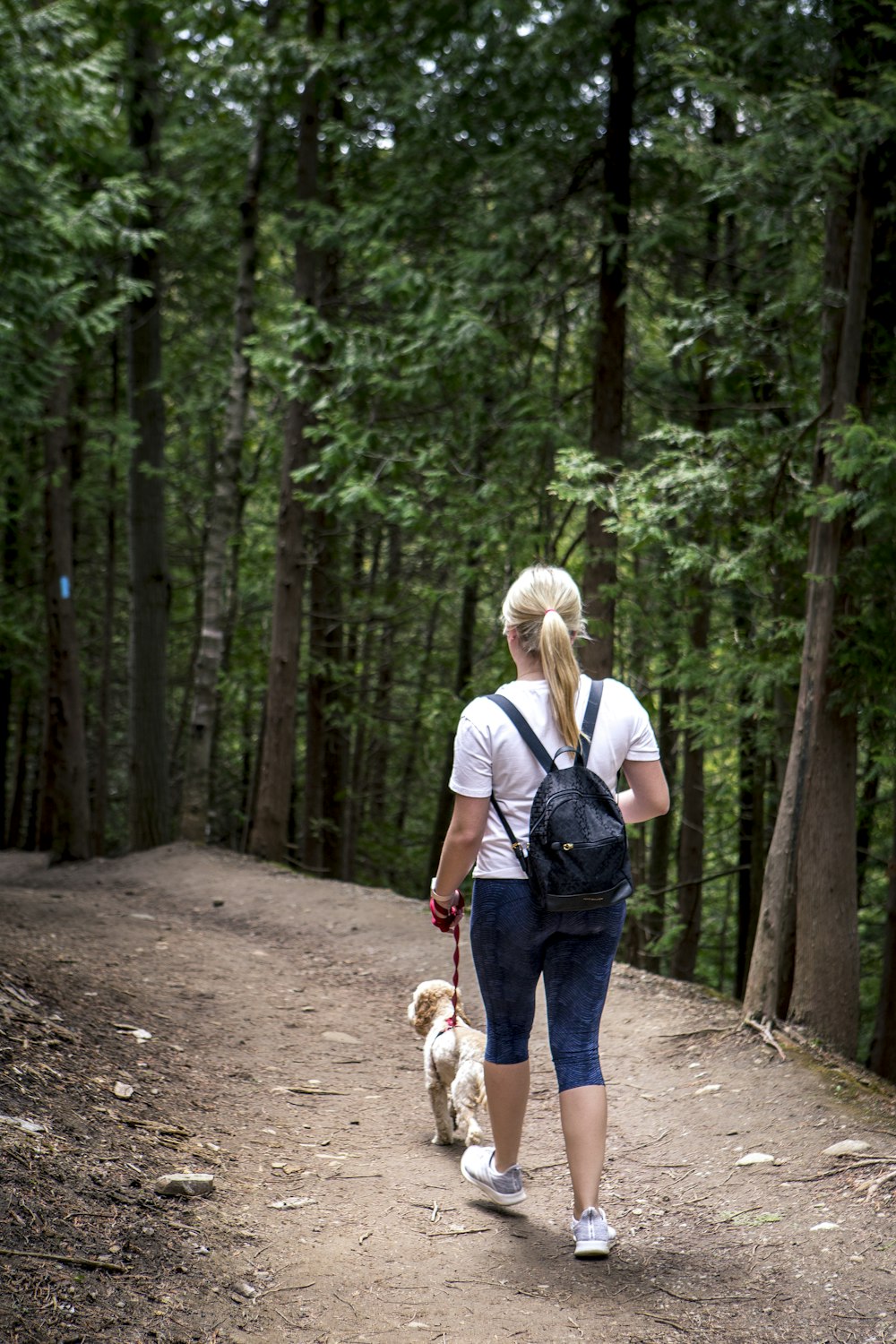 woman in white shirt and blue denim jeans holding brown and white short coated dog