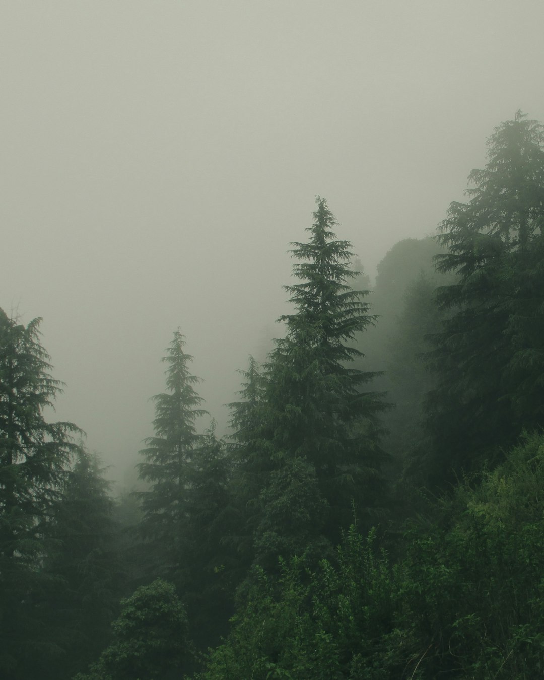 Forest photo spot Dehradun Pauri