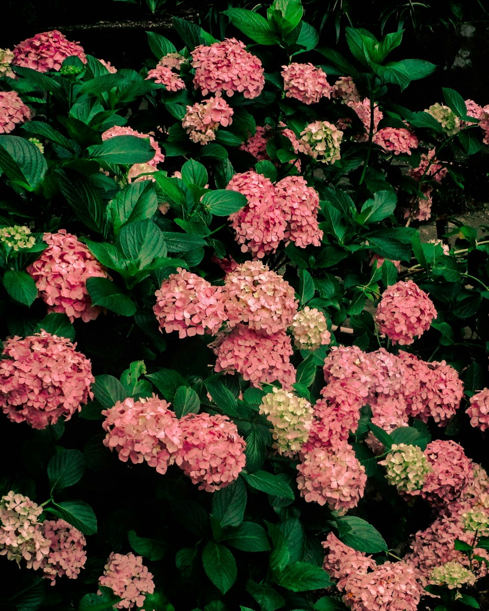 pink flowers with green leaves