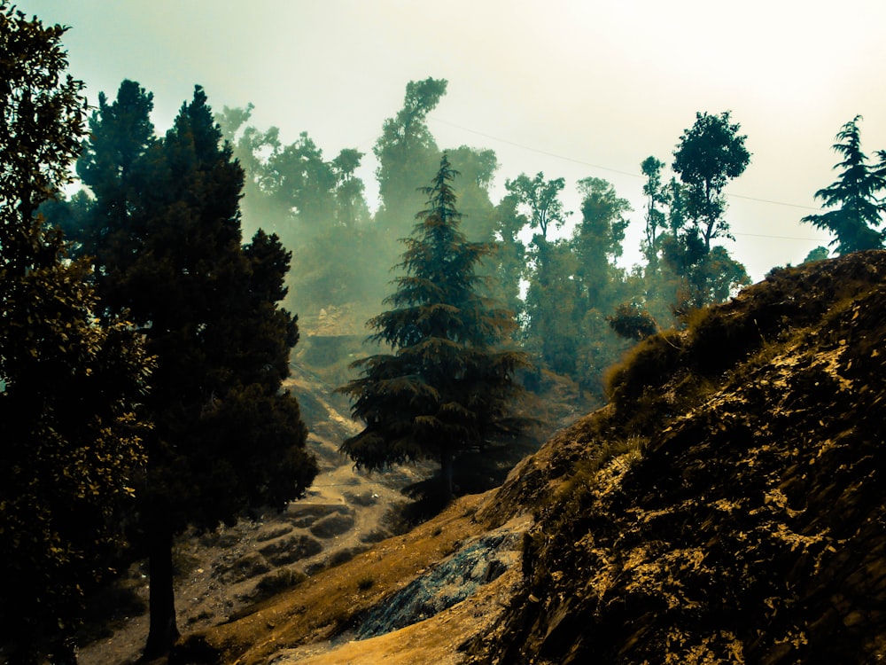 green trees on brown mountain under white sky during daytime