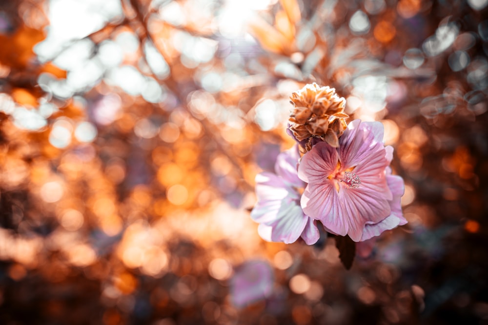 purple flower in tilt shift lens