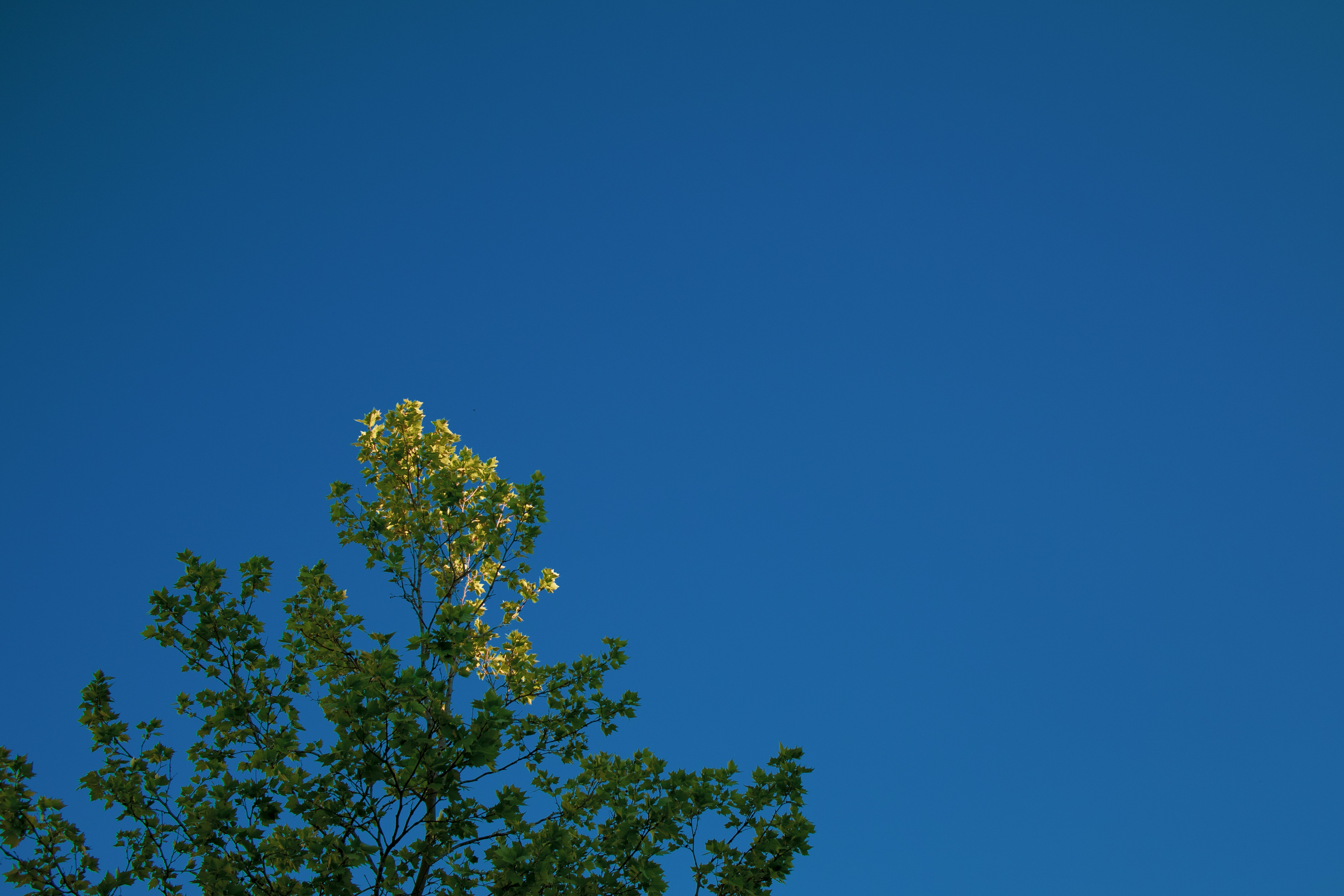 green tree under blue sky during daytime