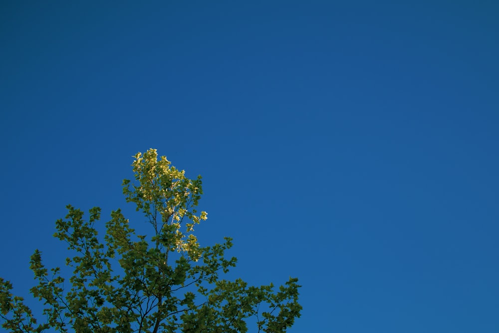 green tree under blue sky during daytime