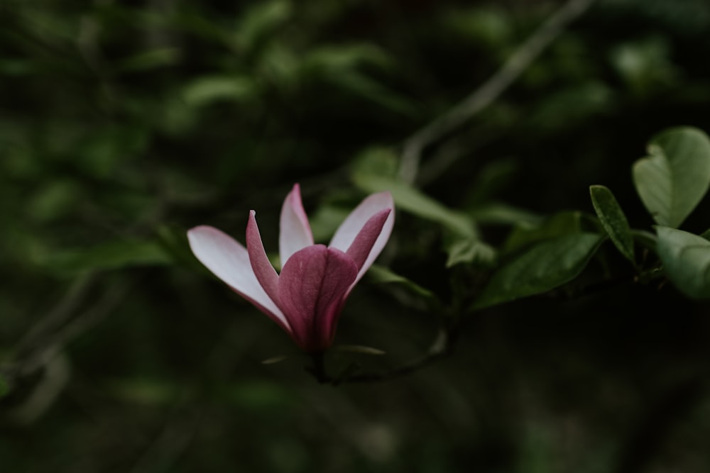 flor rosa e branca na lente tilt shift